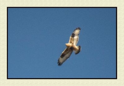 2023-11-23 8855C Rough-legged Hawk