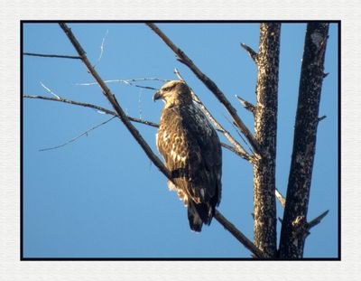 2023-11-24 8882C Immature Bald Eagle