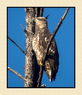 2023-11-24 8901C Immature Bald Eagle