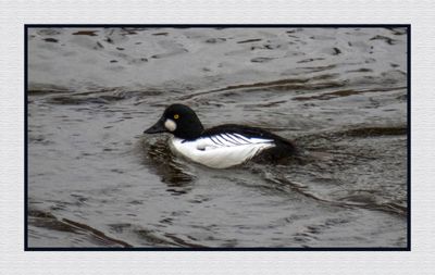 2023-11-28 8912C Common Goldeneye