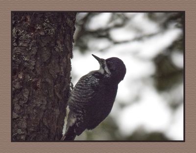 2023-12-15 8987C Female Black-backed Woodpecker