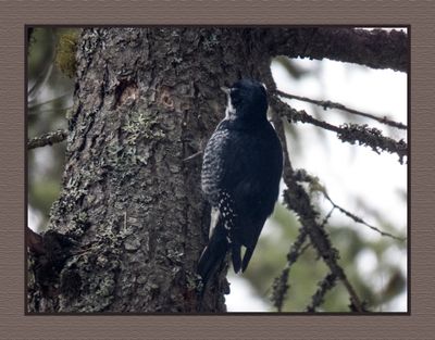 2023-12-15 8995C Female Black-backed Woodpecker