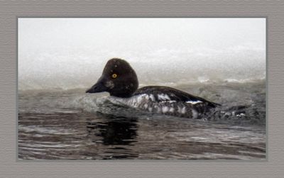 2024-01-17 9115C Eclipse Common Goldeneye in the Snow