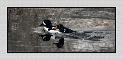 2024-01-17 9088C M&F Barrow's Goldeneye in the Snow