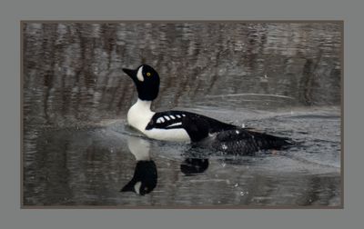 2024-01-17 9089C Male and Submerged Female Barrow's Goldeneye in the Snow