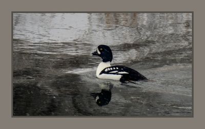 2024-01-17 9107C Barrow's Goldeneye in the Snow