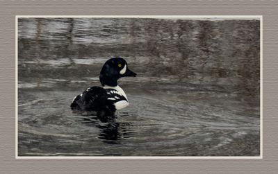 2024-01-17 9110C Barrow's Goldeneye in the Snow 2