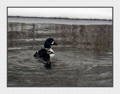 2024-01-17 9110C Barrow's Goldeneye in the Snow