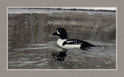 2024-01-17 9112C Barrow's Goldeneye in the Snow