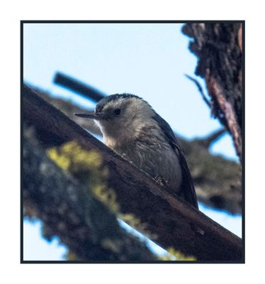 Chickadees, Titmice & Nuthatches