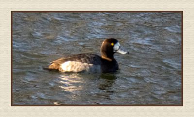 2024-02-09 9188C Greater Scaup