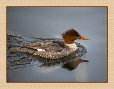 2024-02-10 9220C Common Merganser Female