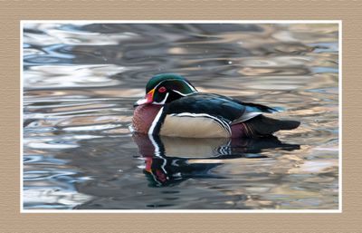 2024-02-26 1673 Wood Duck
