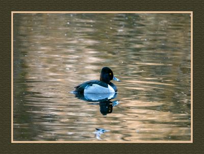 2024-02-26 1748 Lesser Scaup