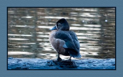 2024-02-26 1753 Female Wood Duck