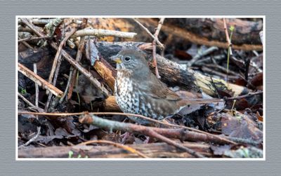 2024-02-26 1692 Fox Sparrow