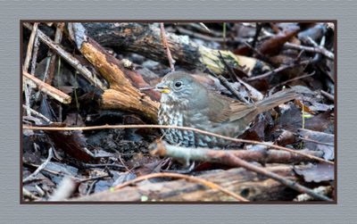2024-02-26 1698 Fox Sparrow