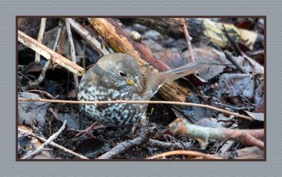 2024-02-26 1709 Fox Sparrow