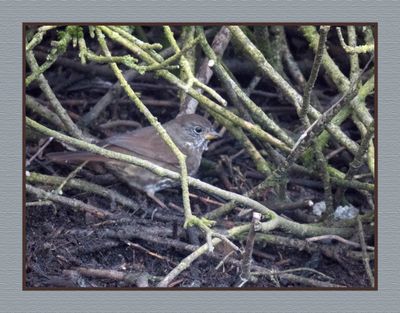 Towhees, Sparrows, Juncos & Longspurs