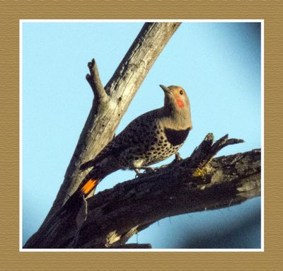 Kingfishers & Woodpeckers