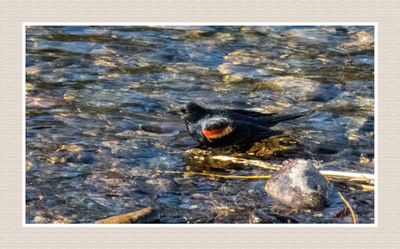 2024-03-16 9508C Red-winged Blackbird