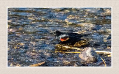 Blackbirds, Orioles & Meadowlarks