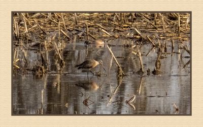 2024-04-23 9688C Hudsonian Godwit