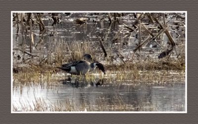 2024-04-23 9706C Northern Pintail