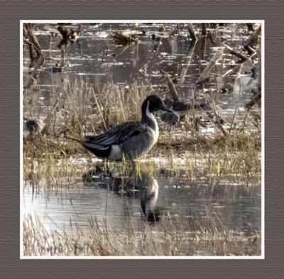 2024-04-23 9709C Northern Pintail