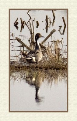 2024-04-23 9712C Northern Pintail