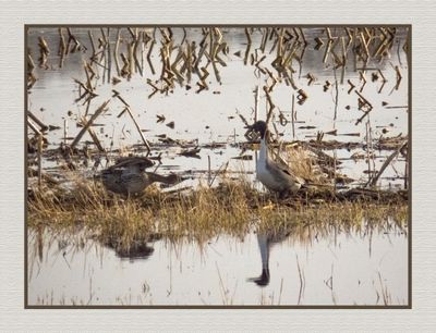 2024-04-23 9726C Female and Male Northern Pintail