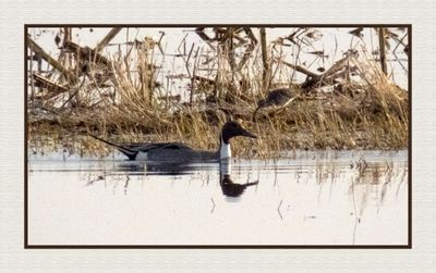 2024-04-23 9733C Northern Pintail