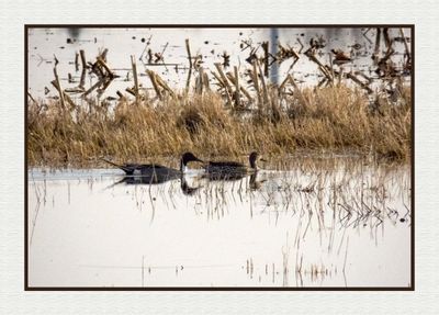 Geese, Swans & Ducks