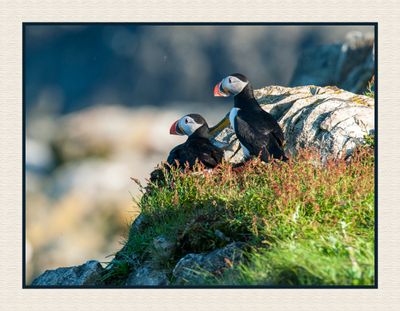 2024-06-18 9360N Atlantic Puffins at Elliston