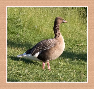 2024-06-22 3922C Pink-footed Goose