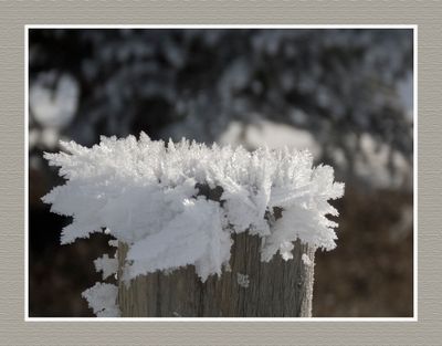 2025-01-30 0053C Frost