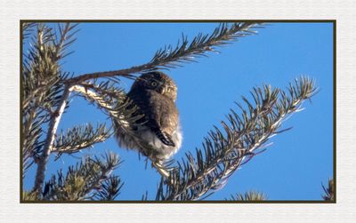2025-01-26 9886C Northern Pygmy Owl