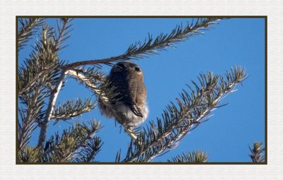 2025-01-26 9893C Northern Pygmy Owl False Eyes in Back of Head