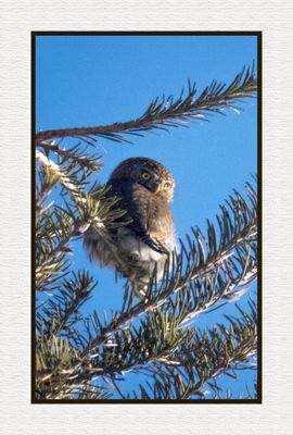2025-01-26 9901C Northern Pygmy Owl