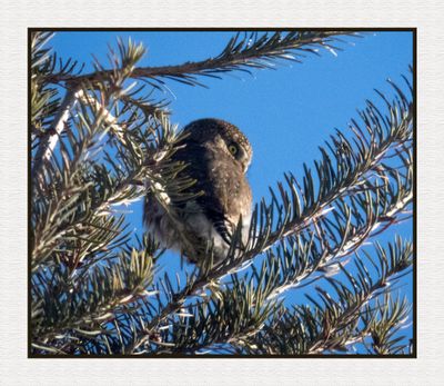 2025-01-26 9908C Northern Pygmy Owl