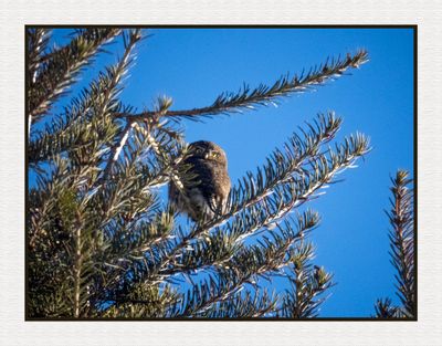 2025-01-26 9928C Northern Pygmy Owl