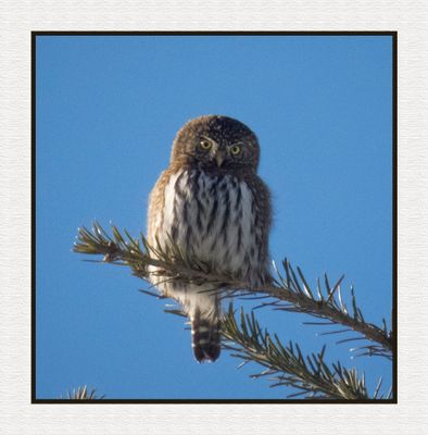 2025-01-26 9947C Northern Pygmy Owl