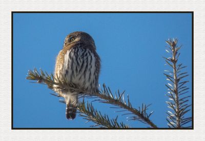 2025-01-26 9957C Northern Pygmy Owl