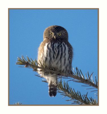 2025-01-26 9961C Northern Pygmy Owl
