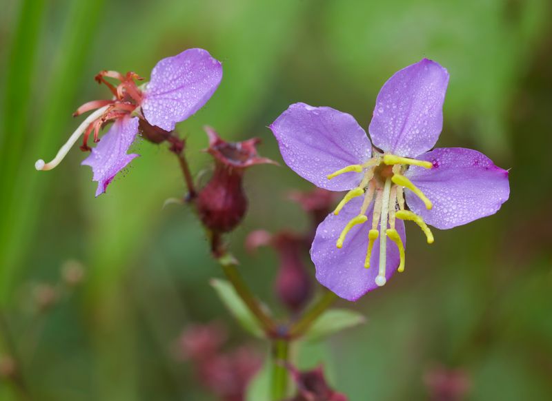 Viginia Meadow Beauty