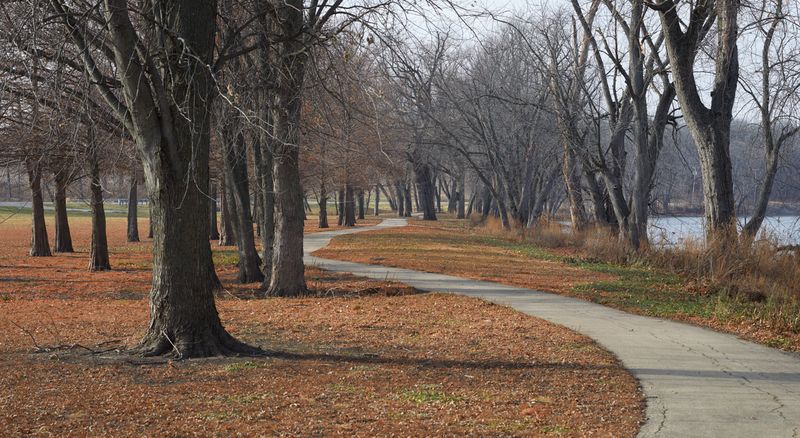 River Park Trees 