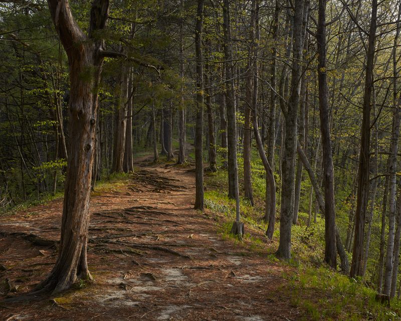 Among the Cedars