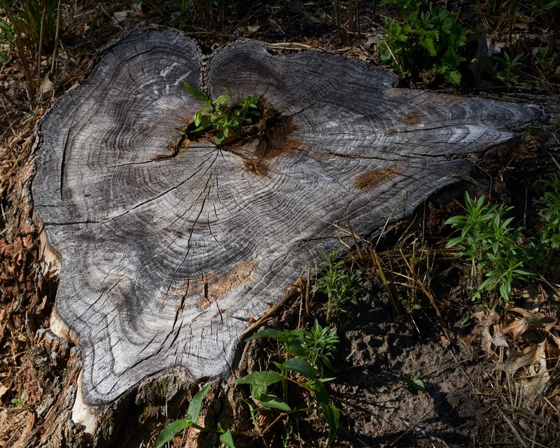 Tree Stump 