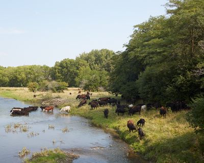 Cattle at Indian Creek 