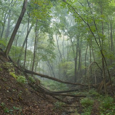 Foggy Old Road to the Vermilion River